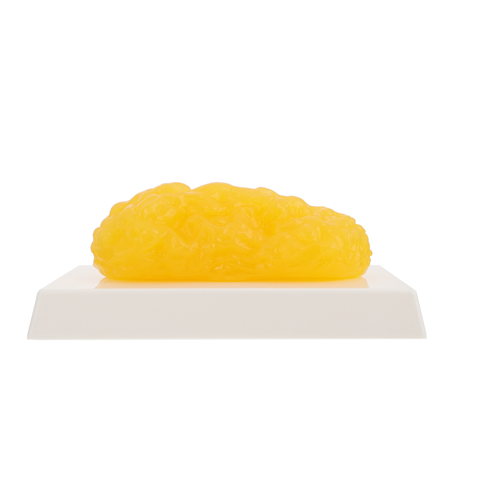 Human Body Fat Pound Plastic F - The Nutrition Fitness recensione e prezzo