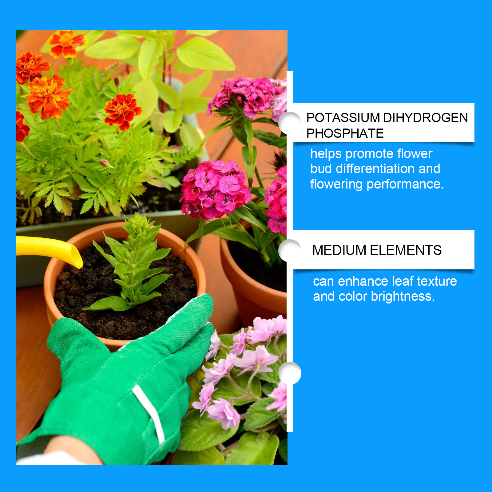 Flower Nutrient Solution Liqui - Nutrition & Fitness Station recensione e prezzo